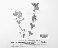 Microbotryum pustulatum image